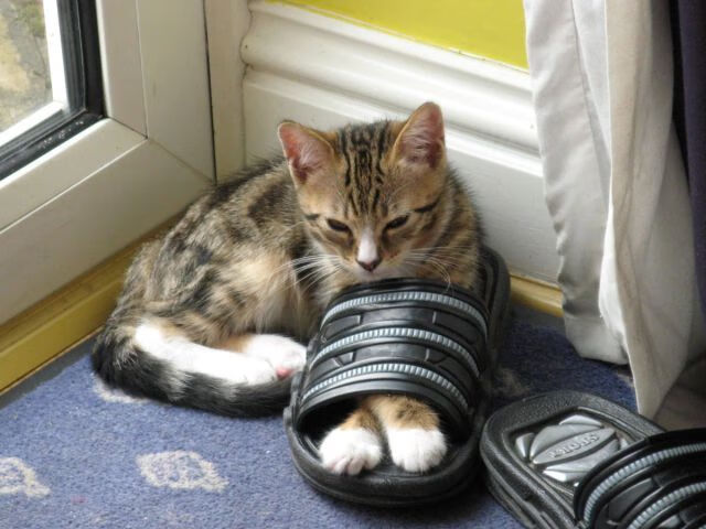 九游下载中心-青少年体育训练体系完善，青少年体能训练体系