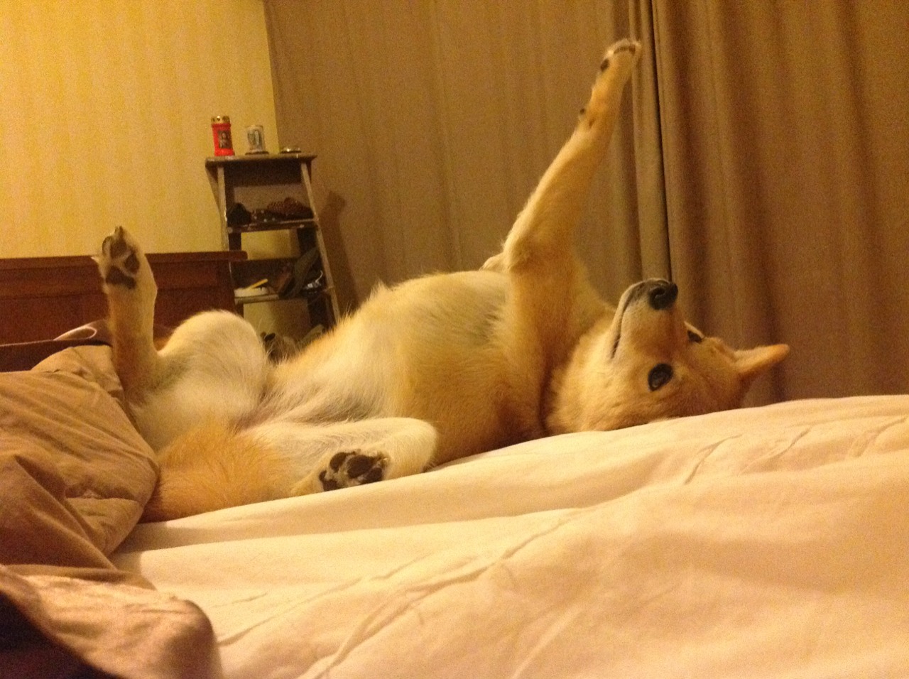 亚冠淘汰赛焦点战吸引数百万观众关注,2021亚冠淘汰赛规则