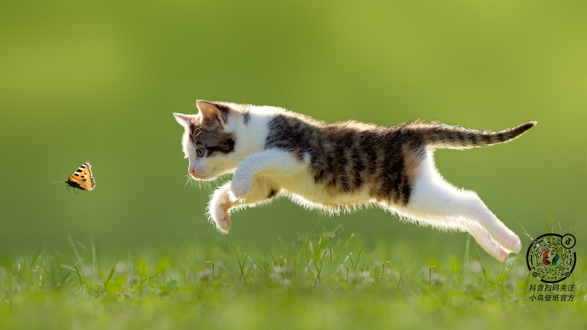 加拿大队未来之路:如何通过优化团队阵容与战术布局实现更好成绩