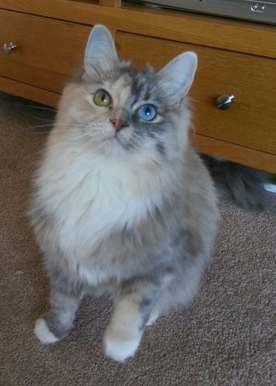 女子田径国家队进行专项力量训练测试,女子田径国家队进行专项力量训练测试的目的是