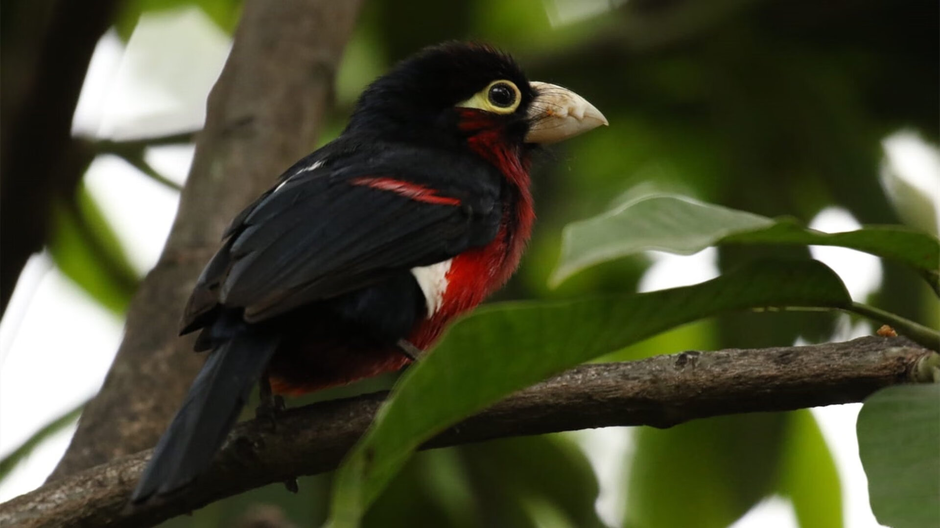 九游娱乐(jiuyou)官网-达姆施塔特三后卫体系取得实效，达姆施塔特vs德累斯顿