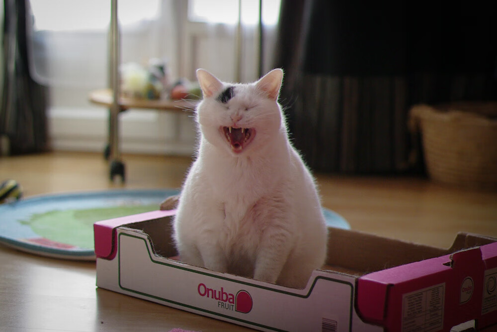 中国足球青训教练海外研修项目持续推进,中国足协青训教练