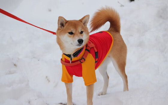 中甲联赛扩展裁判教育项目提升执法专业程度,裁判执法能力
