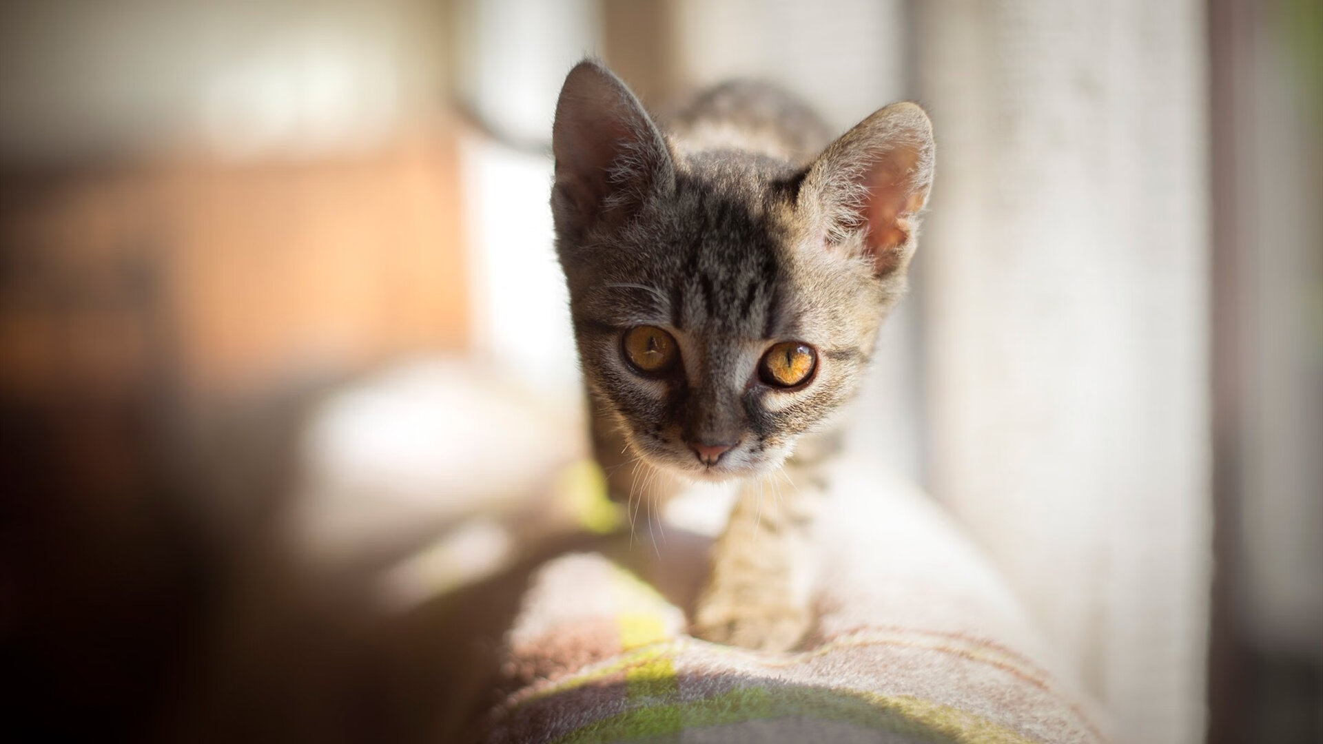 仰泳项目希腊女将稳步晋级,仰泳国际比赛