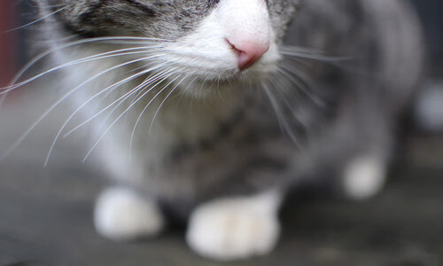 篮球裁判实习机制常态化为比赛管理储备新生力量，篮球裁判必备知识