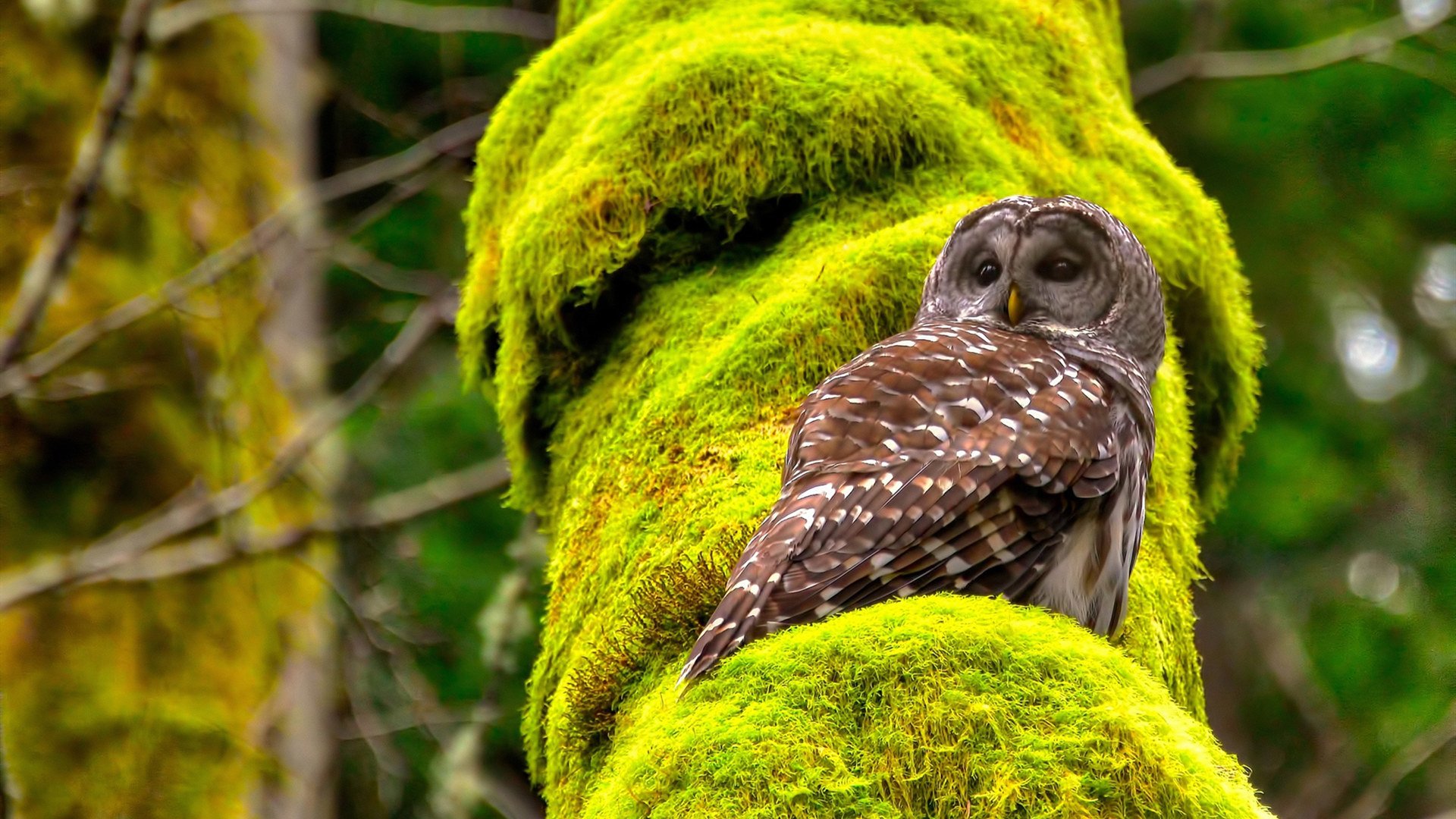 中国足球青少年足球文化建设，我国青少年足球发展现状